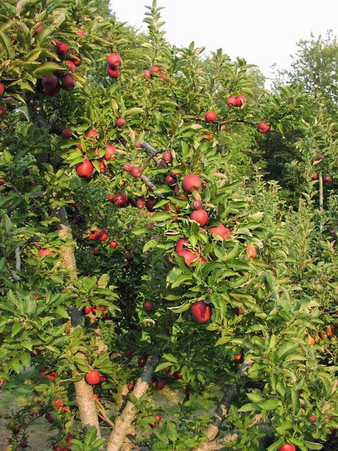 Apple-Picking-Apple-Trees-08