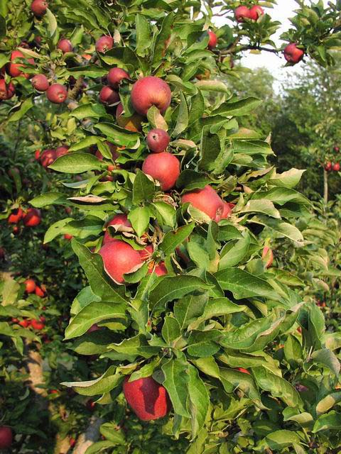 Apple-Picking-Apple-Trees-09