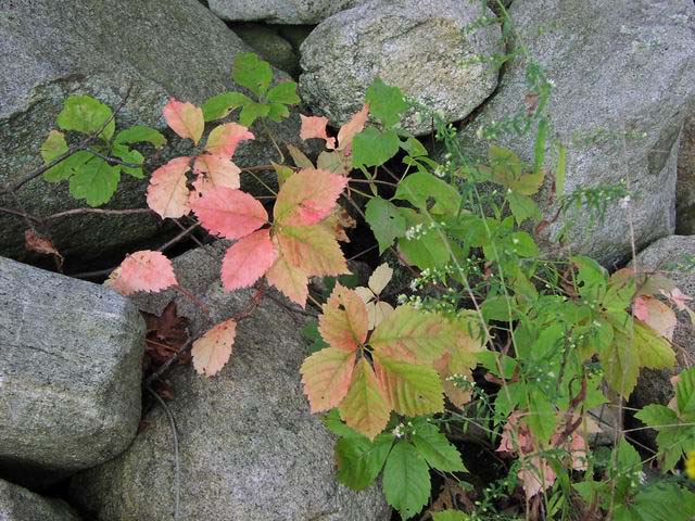 Apple-Picking-Leaves&Rocks