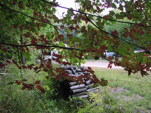 Apple-Picking-Maple-Tree-2