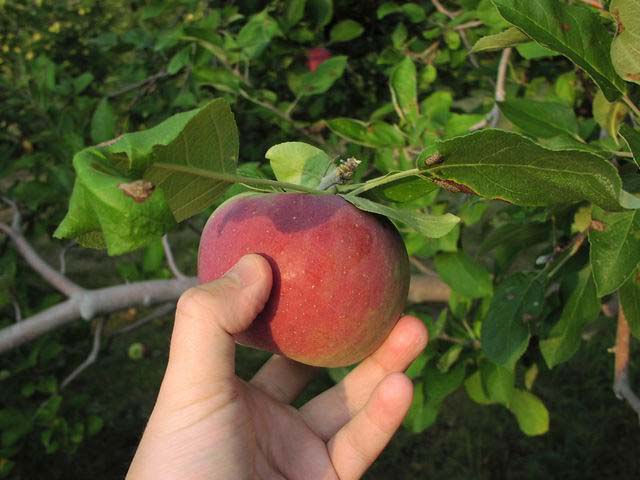 Apple-Picking-Wills-Hand&Apple