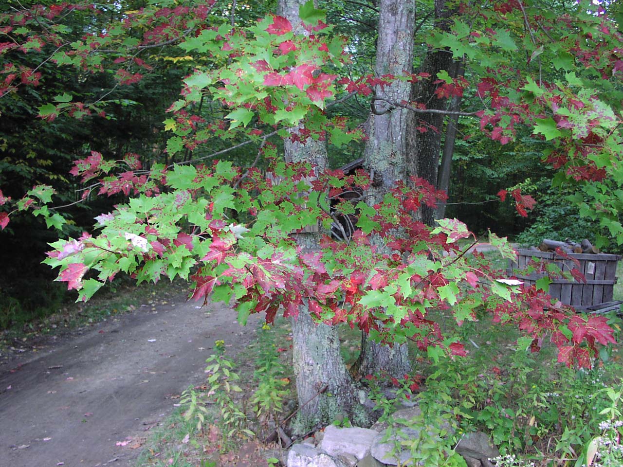 Apple-Picking-Maple-Tree-1