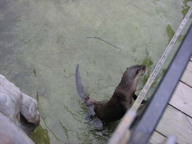 otters-13