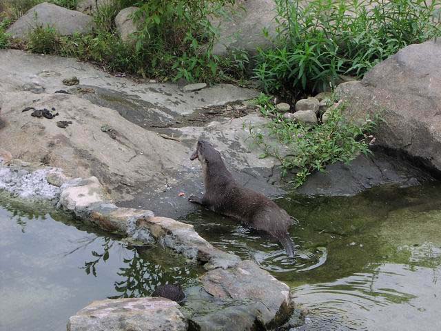 otters-eating-fish-03