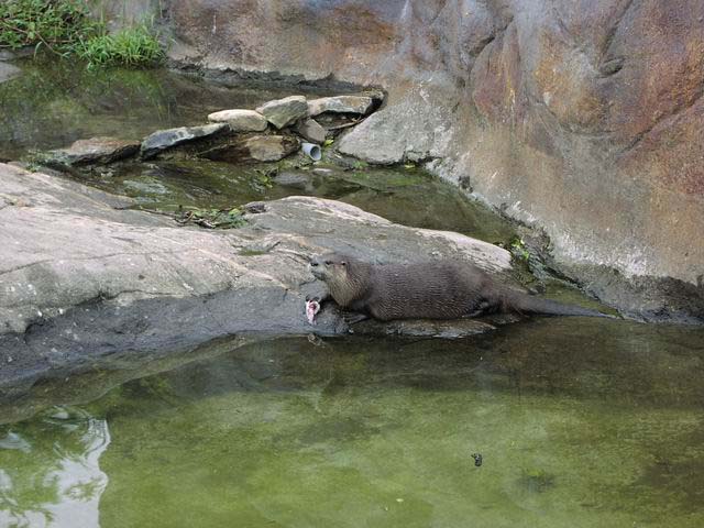 otters-eating-fish-04