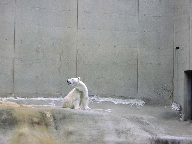 polar-bear-03