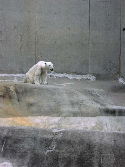 polar-bear-04