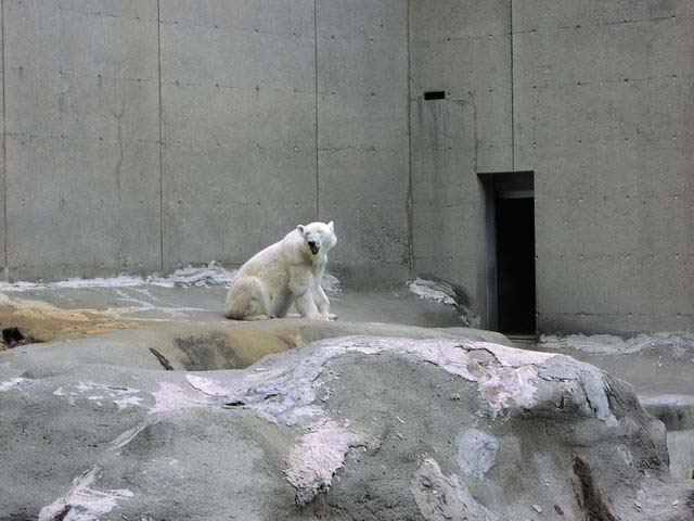 polar-bear-06