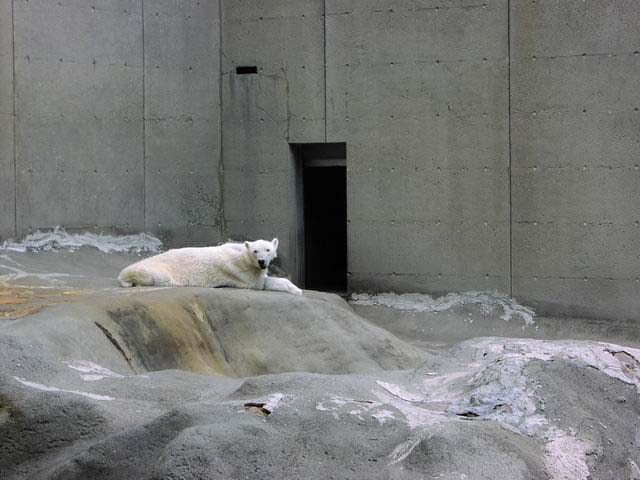 polar-bear-10