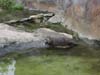 otters-eating-fish-04