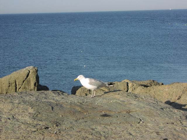 York-Seagulls-11