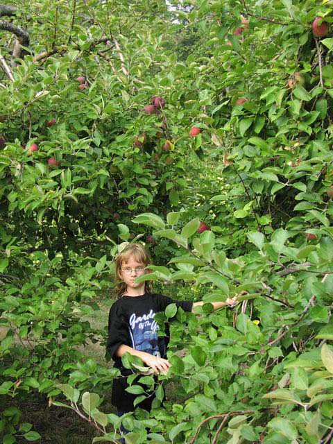 apple-picking-ashley-05