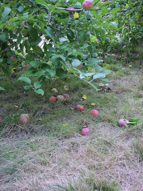 apples-15