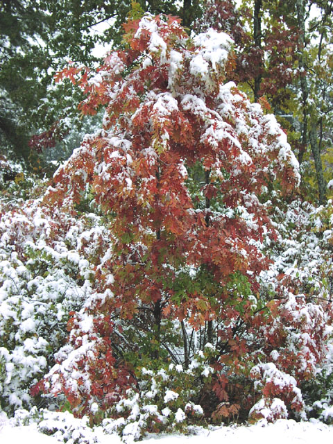 fall-folliage-snow-03