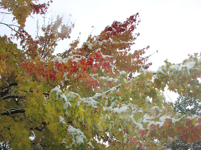 fall-folliage-snow-13