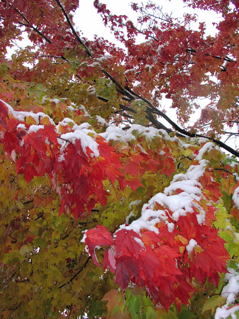 fall-folliage-snow-16