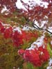 fall-folliage-snow-16