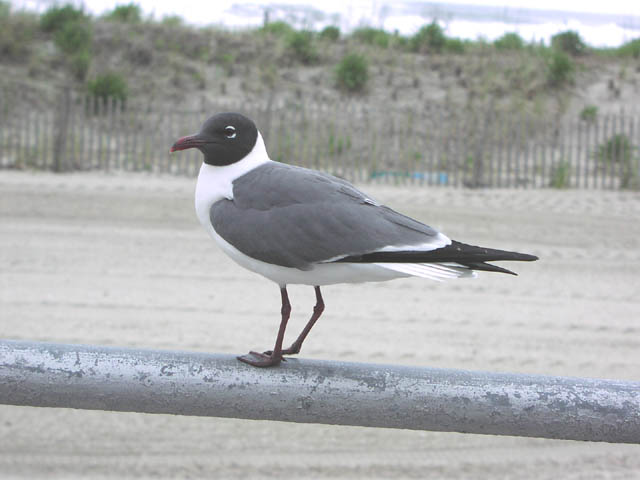 ac-boardwalk-gull-fence-06