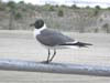 ac-boardwalk-gull-fence-06