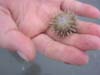 ocean-sea-urchin