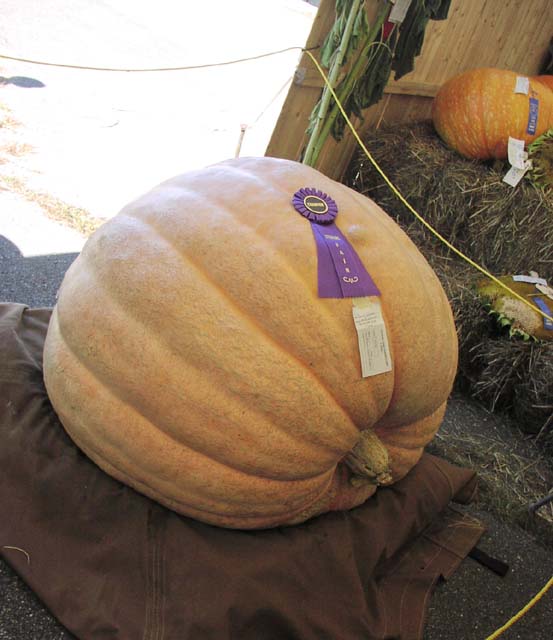 produce-giant-pumpkin-2